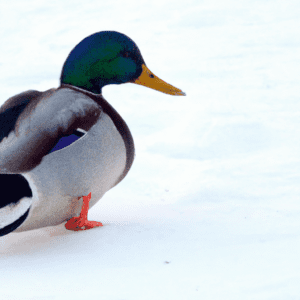 pourquoi dit on un froid de canard