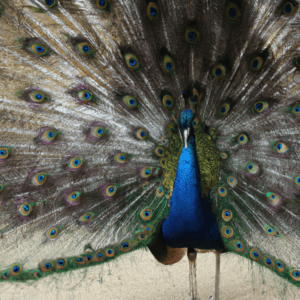 pourquoi le paon fait la roue