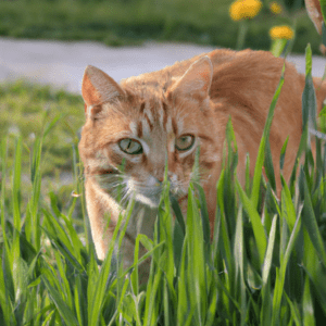 pourquoi les chats mangent de lherbe