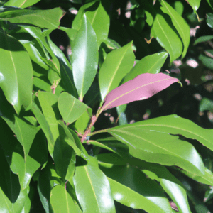 pourquoi les feuilles de mon laurier rose jaunissent