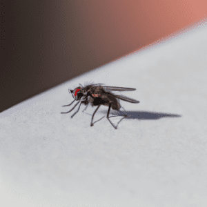 pourquoi les mouche se frottent les pattes