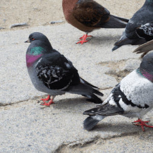 pourquoi les pigeons reviennent toujours