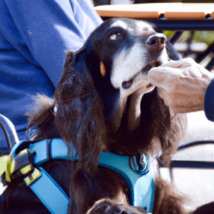 pourquoi un chien leche son maitre