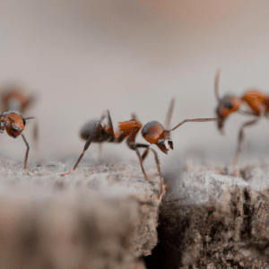 pourquoi jai des fourmis chez moi