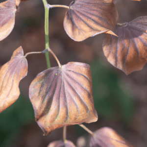 pourquoi le bout des feuilles devient marron