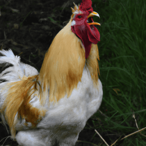 pourquoi le coq chante le matin