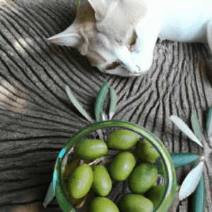 pourquoi les chats aiment les olives