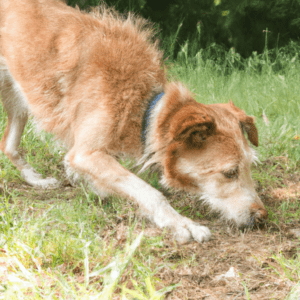 pourquoi les chiens grattent le sol