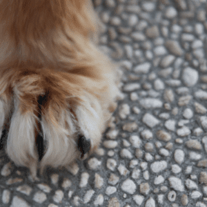 pourquoi les chiens nous lechent les pieds