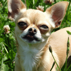 pourquoi les chihuahua sont agressifs