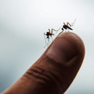 pourquoi les moustiques nous piquent