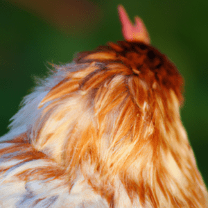 pourquoi les poule perdent leur plume