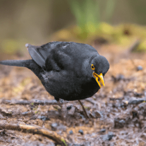 pourquoi mon caca est noir