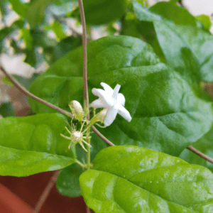 pourquoi mon jasmin ne fleurit pas